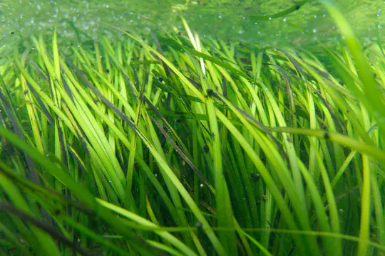 Effects of environmental changes on the functioning of eelgrass meadows on Canadian coasts